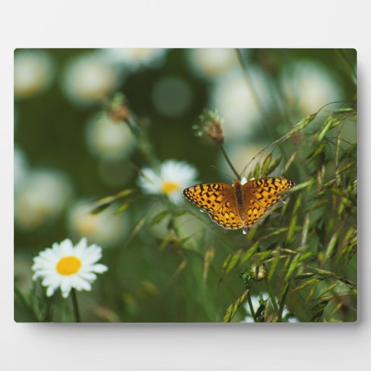 Pacific Fritillary Butterfly Fotoplaat (Voorkant)