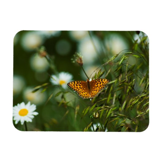 Pacific Fritillary Butterfly Magneet (Horizontaal)
