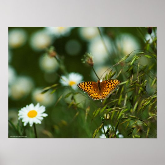 Pacific Fritillary Butterfly Poster (Voorkant)