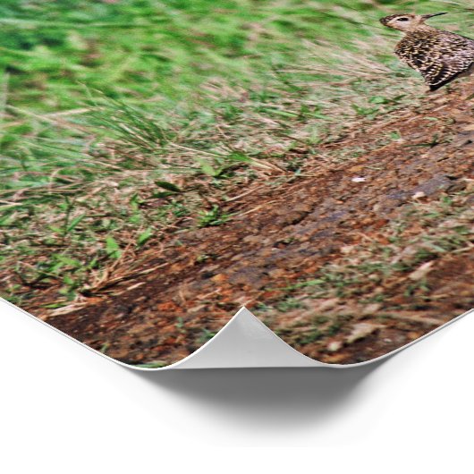 Pacific Golden Plover Poster (Hoek)