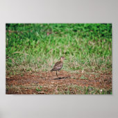 Pacific Golden Plover Poster (Voorkant)