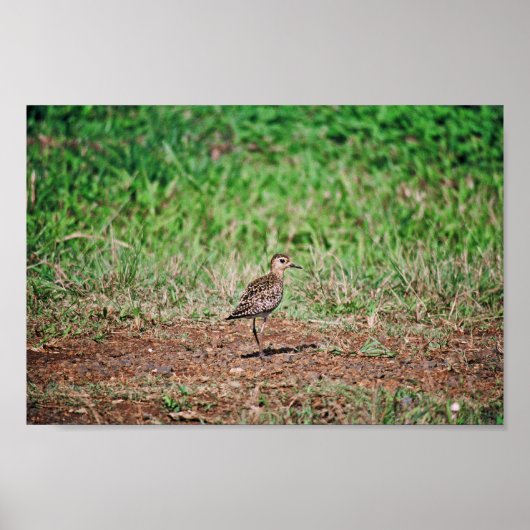 Pacific Golden Plover Poster (Voorkant)