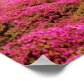 Pacific Grove-Monterey Calif Poster (Hoek)