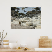 Pacific Grove Squirrel Poster (Keuken)