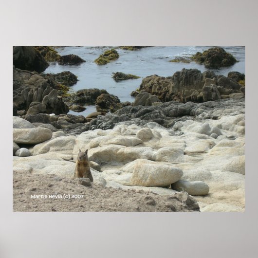 Pacific Grove Squirrel Poster (Voorkant)
