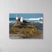 Pacific Gull Vogel Strand Oceaanlandschap Australi Canvas Afdruk (Voorkant)