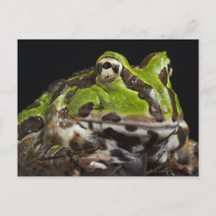 Pacific Horned Frog Ceratophrys stolzmanni) Briefkaart
