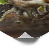 Pacific Horned Frog Ceratophrys stolzmanni) Poster (Hoek)