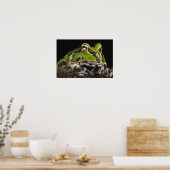 Pacific Horned Frog Ceratophrys stolzmanni) Poster (Keuken)