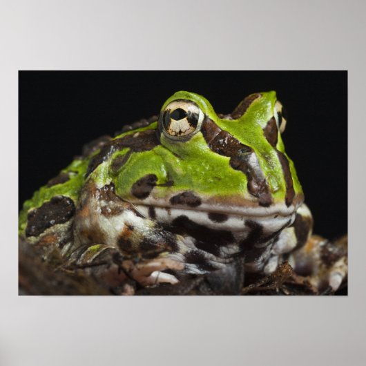 Pacific Horned Frog Ceratophrys stolzmanni) Poster (Voorkant)