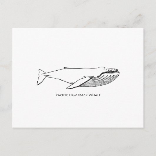 Pacific Humpback Whale Briefkaart (Voorkant)
