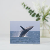 Pacific Humpback Whale... Briefkaart (Staand voorkant)