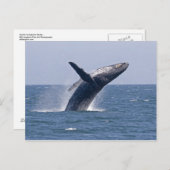 Pacific Humpback Whale... Briefkaart (Voorkant / Achterkant)