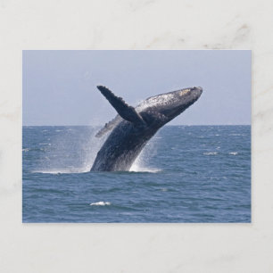 Pacific Humpback Whale... Briefkaart