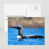 Pacific Loon Briefkaart (Voorkant / Achterkant)