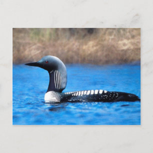Pacific Loon Briefkaart