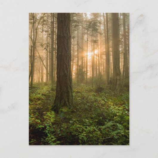 Pacific Northwest Forest | Foggy Morning Briefkaart (Voorkant)