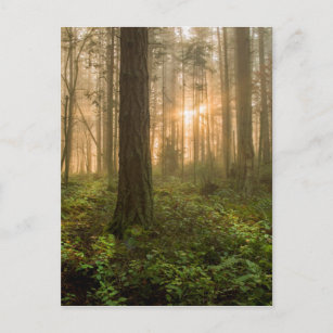 Pacific Northwest Forest   Foggy Morning Briefkaart