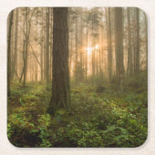 Pacific Northwest Forest | Foggy Morning Kartonnen Onderzetters (Voorkant)