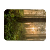 Pacific Northwest Forest | Foggy Morning Magneet (Horizontaal)