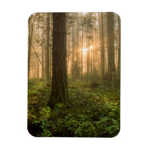 Pacific Northwest Forest   Foggy Morning Magneet