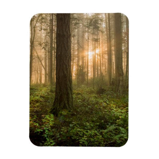 Pacific Northwest Forest | Foggy Morning Magneet (Verticaal)