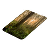 Pacific Northwest Forest | Foggy Morning Magneet (Linkerzijde)