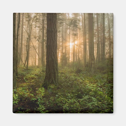 Pacific Northwest Forest | Foggy Morning Magneet (Voorkant)