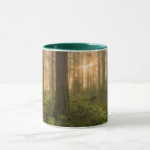 Pacific Northwest Forest | Foggy Morning Mok (Midden)