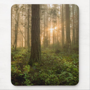 Pacific Northwest Forest   Foggy Morning Muismat