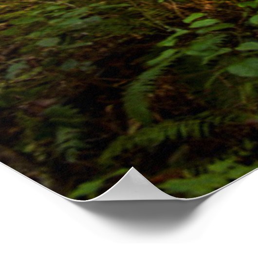 Pacific Northwest Forest | Foggy Morning Poster (Hoek)