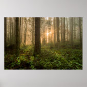 Pacific Northwest Forest | Foggy Morning Poster (Voorkant)