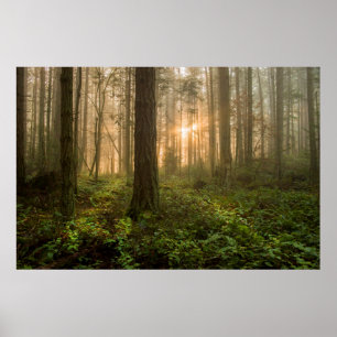 Pacific Northwest Forest Foggy Morning Poster