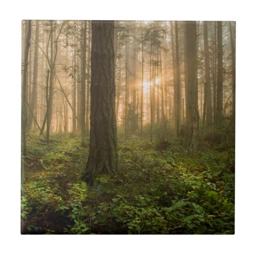 Pacific Northwest Forest | Foggy Morning Tegeltje (Voorkant)