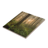 Pacific Northwest Forest | Foggy Morning Tegeltje (Zijkant)