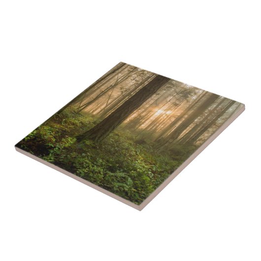 Pacific Northwest Forest | Foggy Morning Tegeltje (Zijkant)