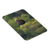 Pacific Northwest Kale Adelaar met zalm blanco Magneet (Rechterzijde)