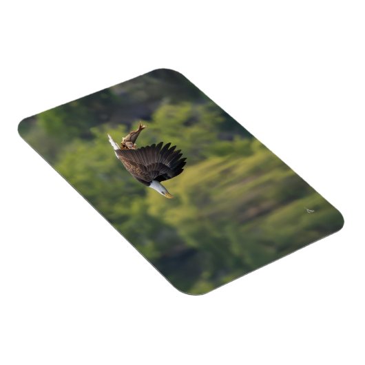 Pacific Northwest Kale Adelaar met zalm blanco Magneet (Rechterzijde)