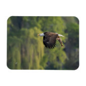 Pacific Northwest Kale Adelaar met zalm blanco Magneet (Horizontaal)