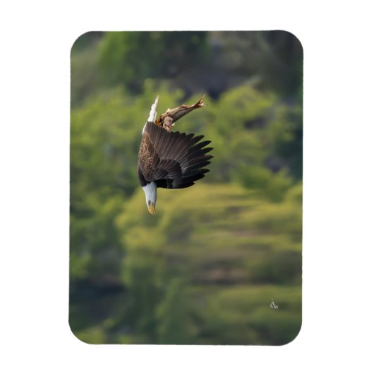 Pacific Northwest Kale Adelaar met zalm blanco Magneet (Verticaal)