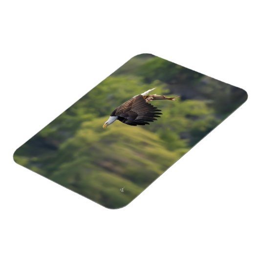 Pacific Northwest Kale Adelaar met zalm blanco Magneet (Linkerzijde)