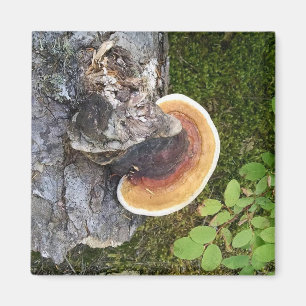 Pacific Northwest Polypore Herfst Paddestoel Magneet