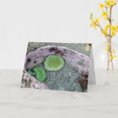 Pacific Northwest Tidepool met groene anenomen Kaart (Gele Bloem)