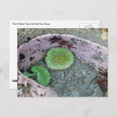 Pacific Northwest Tidepool with Green Anenomes Briefkaart (Voorkant / Achterkant)