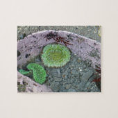 Pacific Northwest Tidepool with Green Anenomes Legpuzzel (Horizontaal)