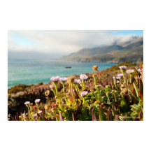 Pacific Ocean Bloemen Fotografie