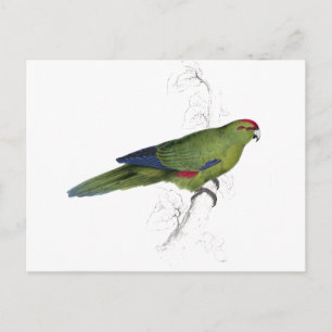 Pacific Parrakeet door Edward Lear Briefkaart