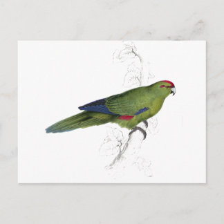 Pacific Parrakeet door Edward Lear Briefkaart