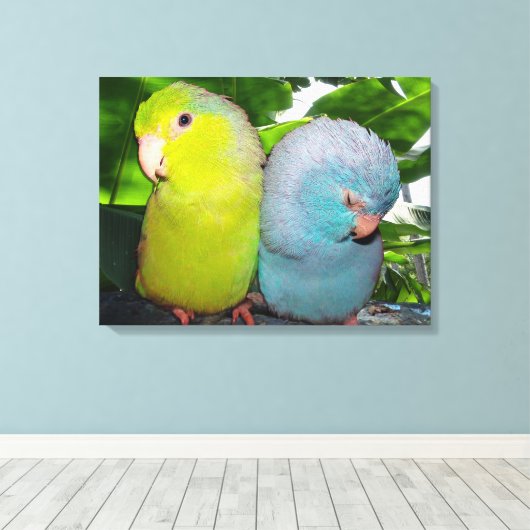 Pacific Parrotlets Amazon Oerwoud verpakt Canvas (Insitu (Houten vloer))