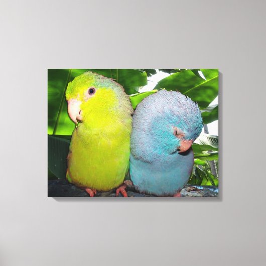 Pacific Parrotlets Amazon Oerwoud verpakt Canvas Afdruk (Voorkant)